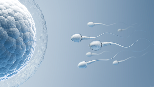 Sperm quality - why improving it matters